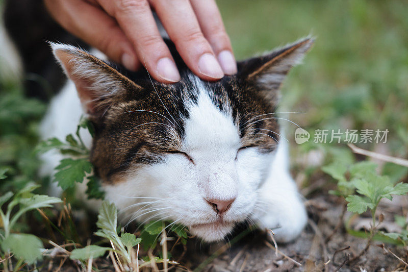 一只猫的形象，看起来很高兴被抚摸