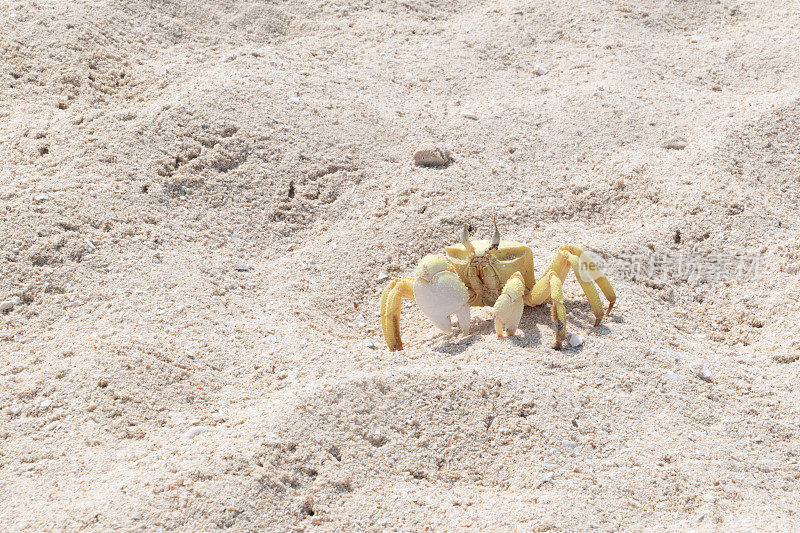 沙特阿拉伯延布，白色沙滩上的一只螃蟹
