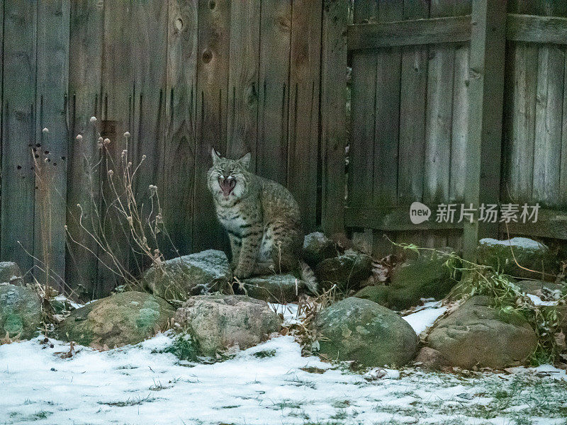 后院的大山猫