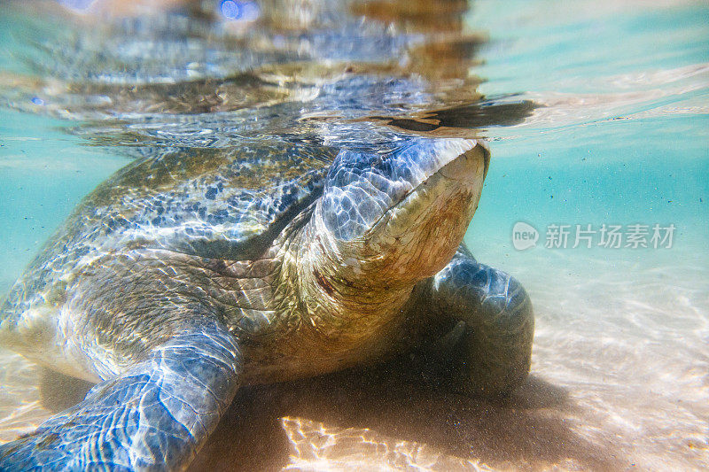 一只绿海龟在浅水区游泳。