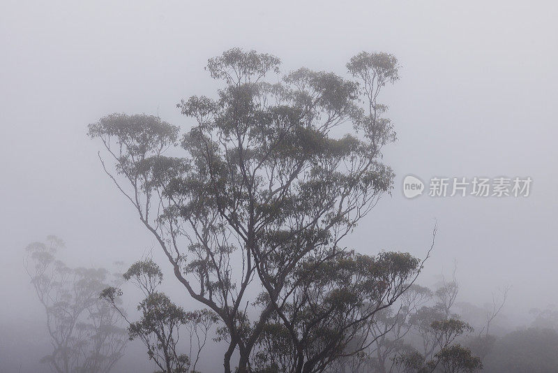 雨林的树冠笼罩在薄雾中