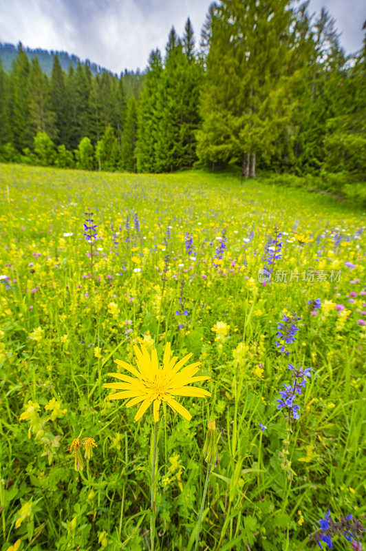 春天的奥地利，魏森河畔长满野花的草地