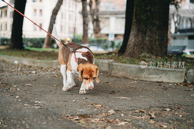 一位宠物主人带着他的狗在城里散步