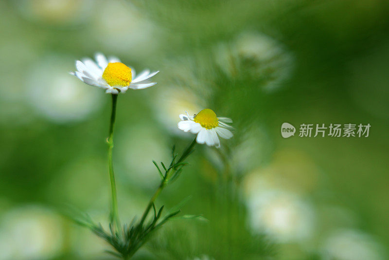 菊花菊花(洋甘菊)花