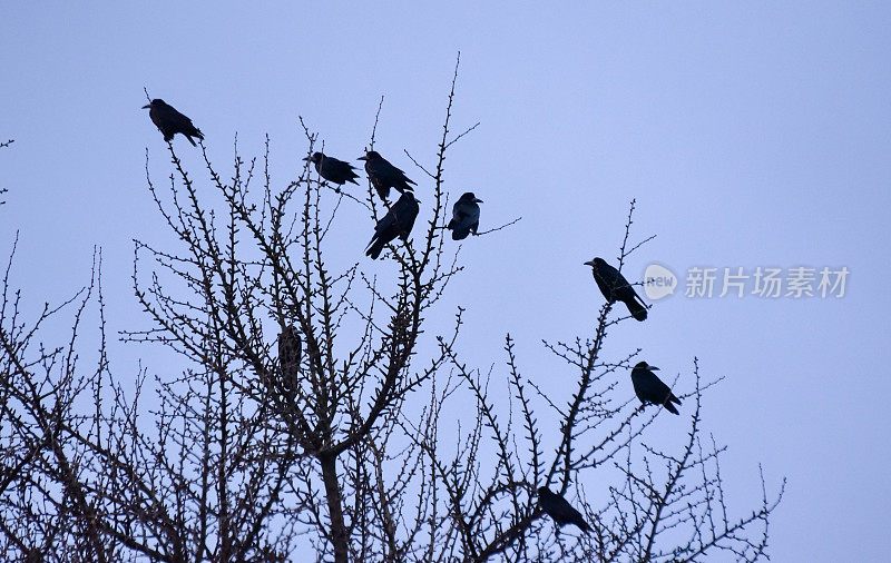 冬天，一群乌鸦栖息在树上