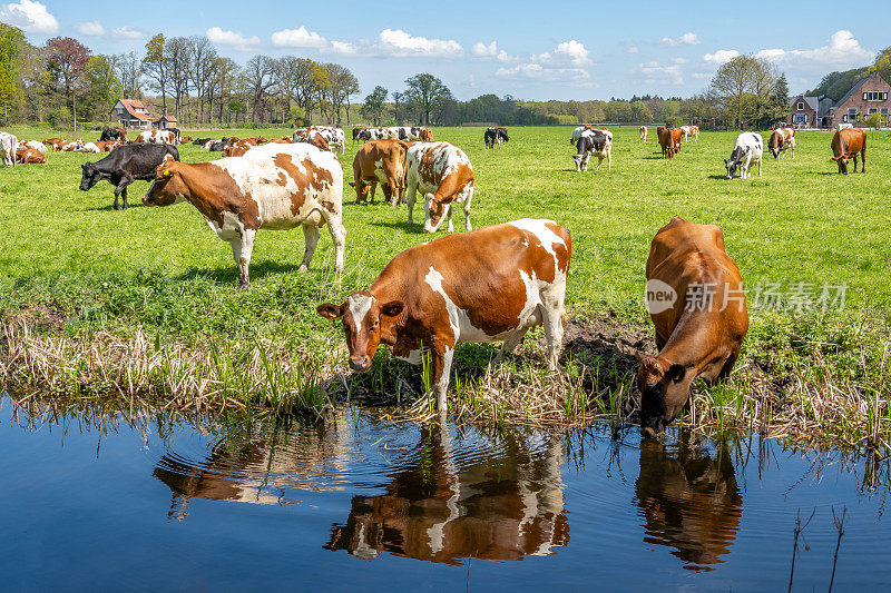 荷兰，在s-Graveland和Hilversum之间的圩田里，奶牛在牧场上喝水和吃草