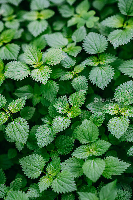 近距离荨麻背景