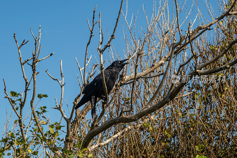 在一个阳光明媚的夏日，一只乌鸦栖息在树上