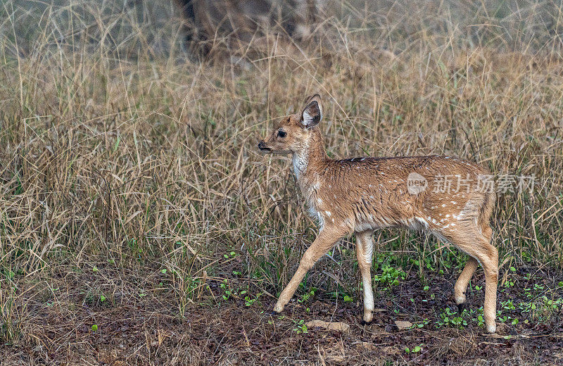 野生斑点鹿小鹿在印度拉贾斯坦邦Ranthambore国家公园