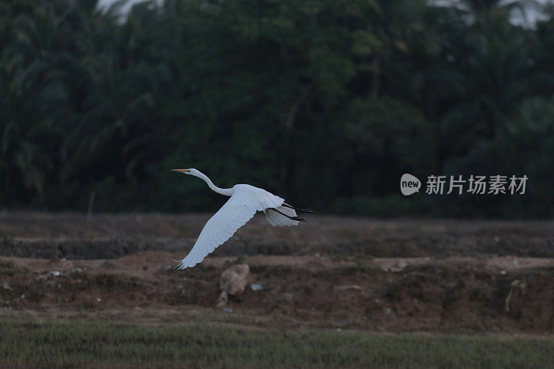 绿地里的白鹭