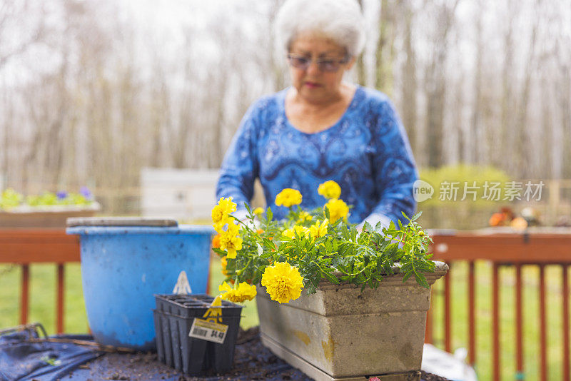 花移植。将金盏花移植到更大的容器中，以便更好地生长。