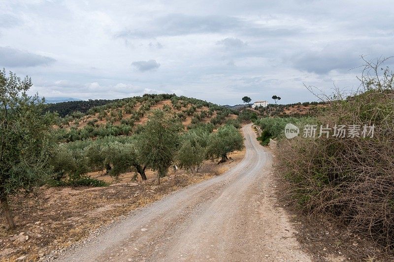 在格拉纳达和科尔多瓦之间，沿着一条土路穿过卡米诺·莫扎拉布连绵起伏的山丘，可以看到一望无际的橄榄树