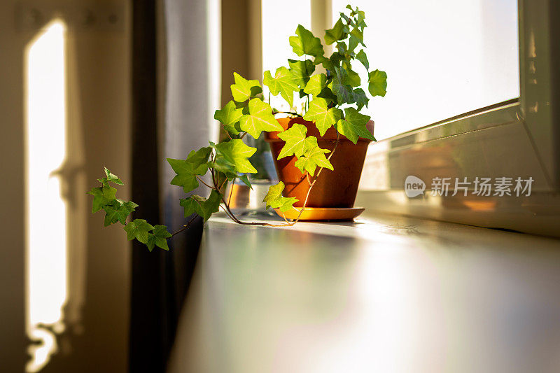 窗台上花盆里的室内植物