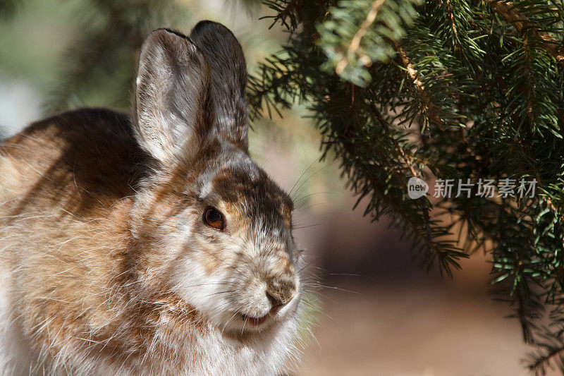 冷杉树下穿着棕色毛皮的雪鞋兔的肖像。