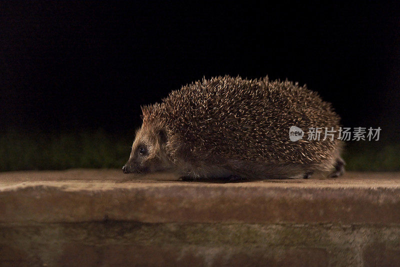 欧洲刺猬的夜晚