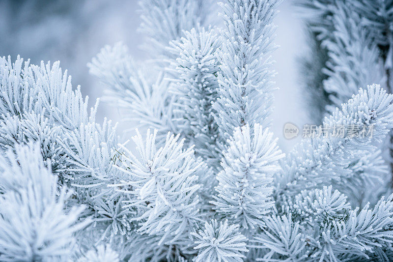 冬天的景象——覆盖着积雪的冰冻松枝。森林里的冬天