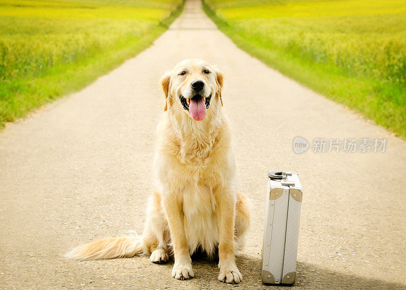 旅行中的金毛猎犬带着行李箱坐在街上