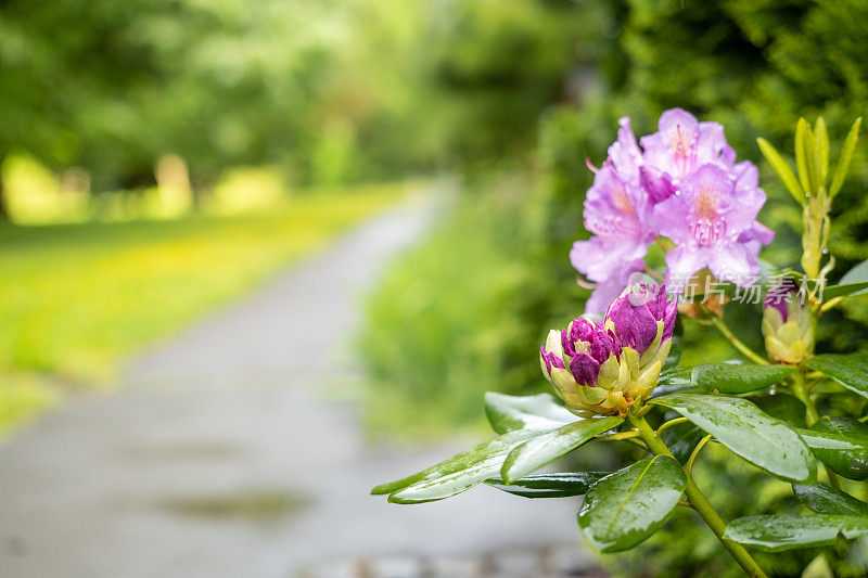 粉色的杜鹃花带着雨滴，漫步在郊外的小路上。