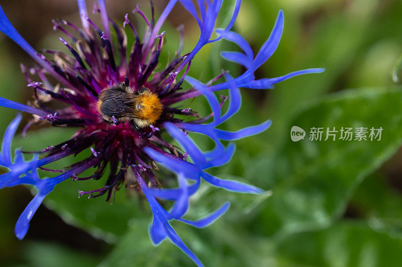 蜜蜂在蓝色矢车菊上的特写