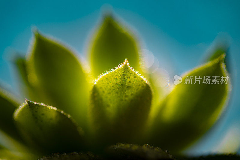 肉质植物特写镜头