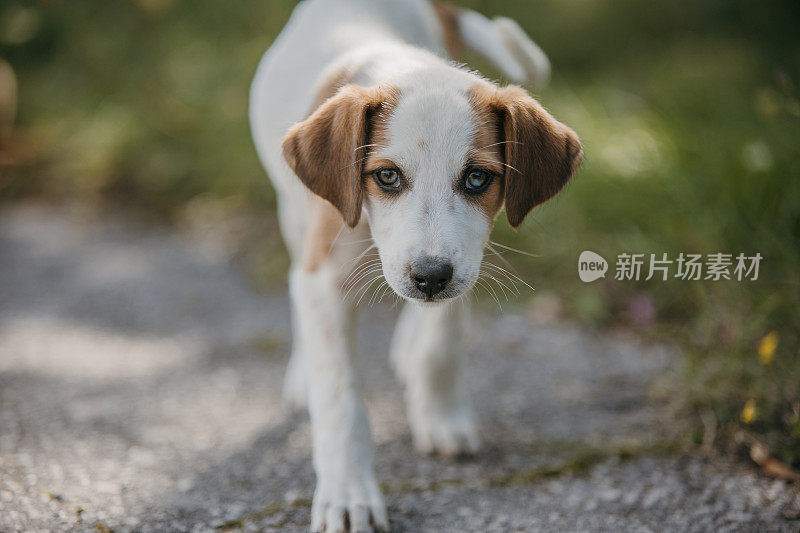 小狗在公园里散步