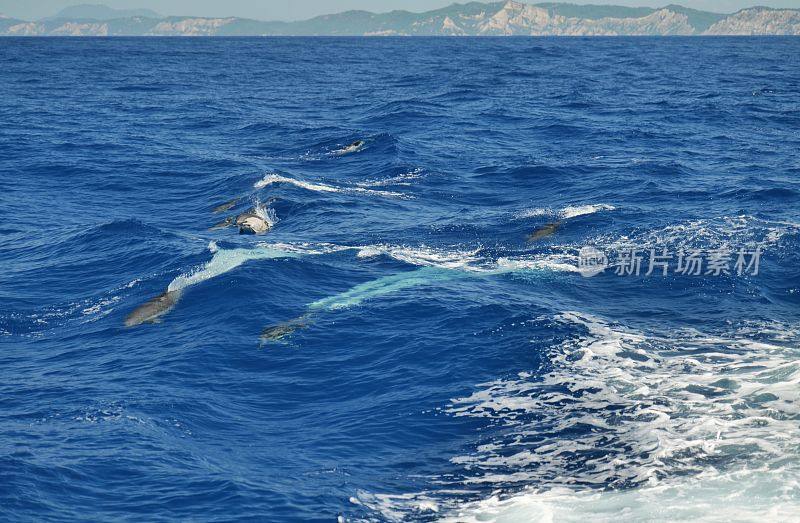 海豚在科孚岛水域游泳的美丽镜头与水的巨浪