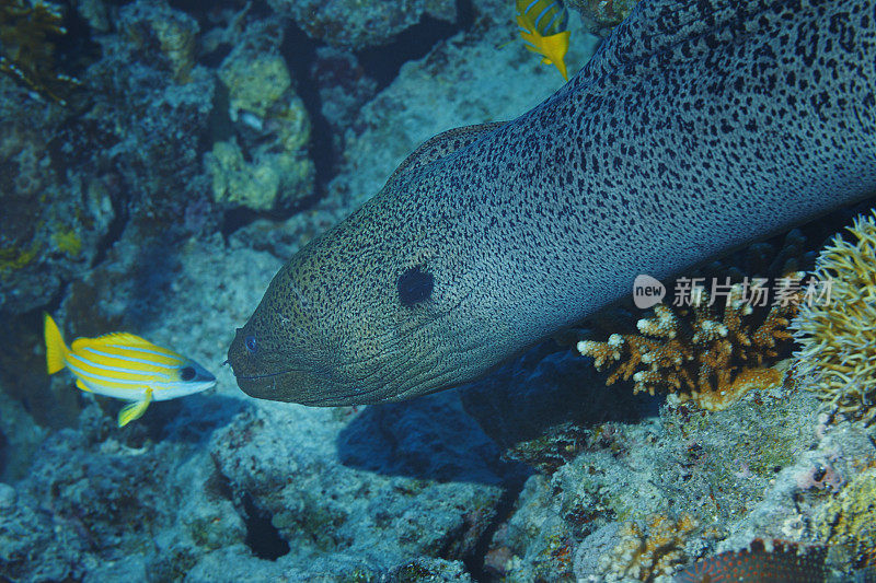 海洋生物水下珊瑚和鱼类红海的巨型海鳗