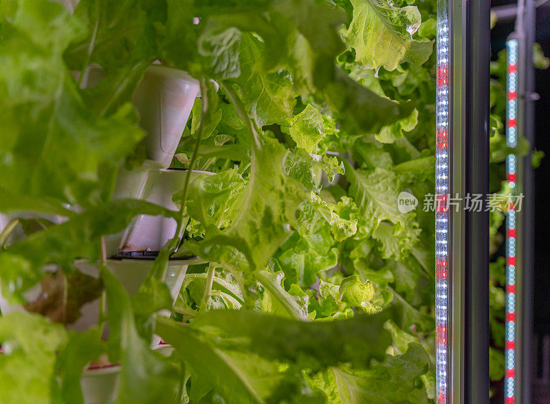 近距离照片的水培生菜生长在堆叠塔级花盆和一排排的LED生长灯在一个家庭风格的水培花园