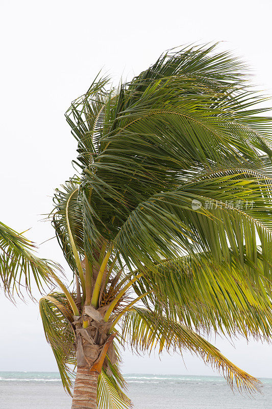大风天的一棵棕榈树