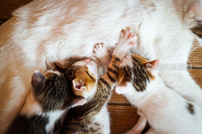 小猫的喂食时间