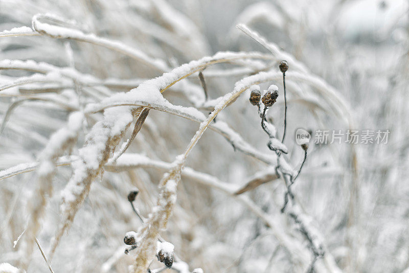 被雪覆盖的干燥冬季草