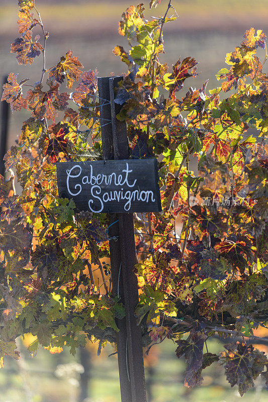 赤霞珠葡萄酒标志葡萄园秋季季节