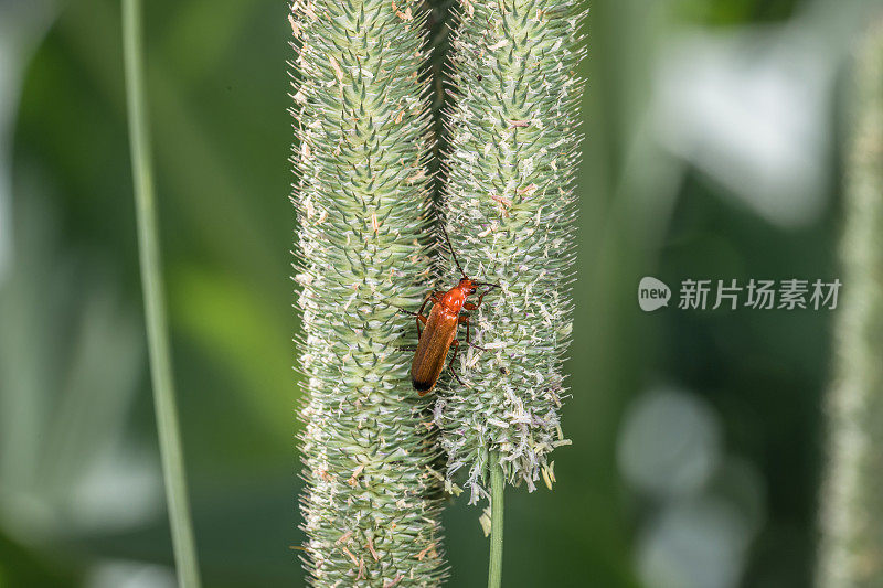 德国，一只棕色、红色、橙色的软体甲虫挂在一个野生花园的草叶茎上