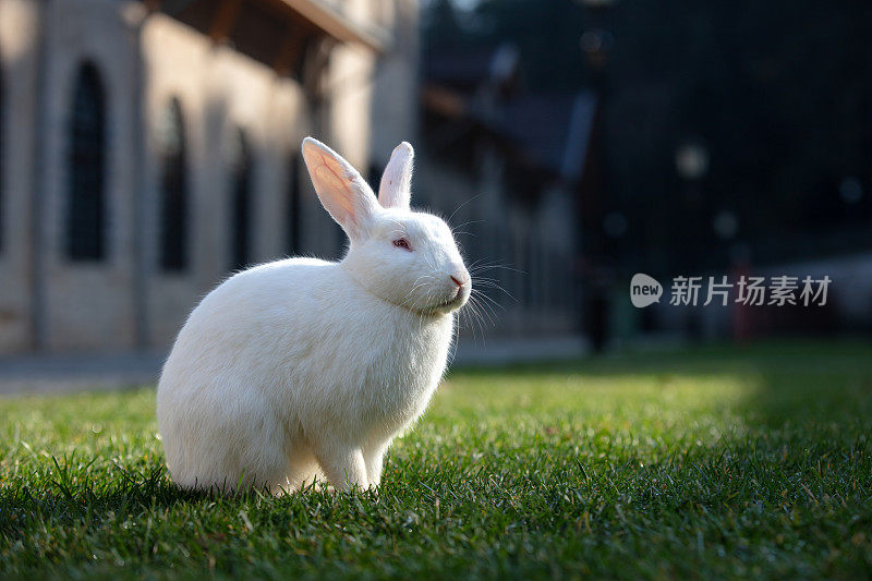 小白兔正坐在森林里的草地上。