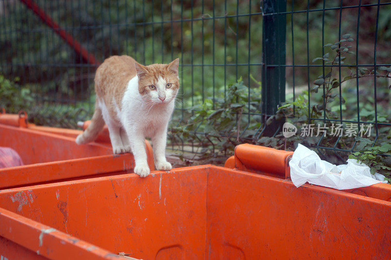 伊斯坦布尔的流浪猫