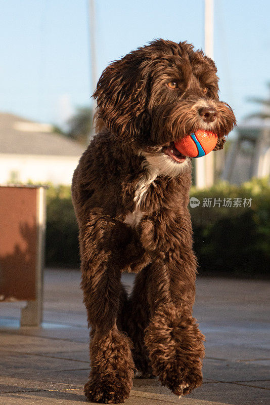 澳大利亚拉布拉多犬，嘴上有球