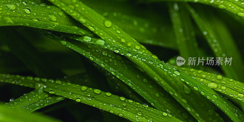 水滴在绿色的草地上