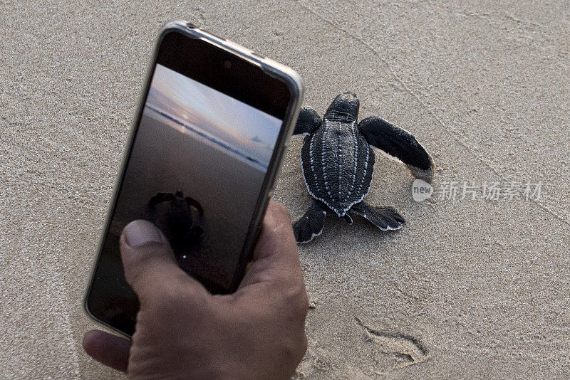 用智能手机捕捉棱皮龟宝宝
