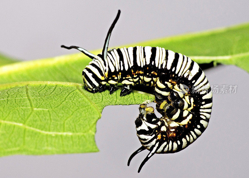 黑白条纹毛虫攀爬和吃树叶的动物行为。