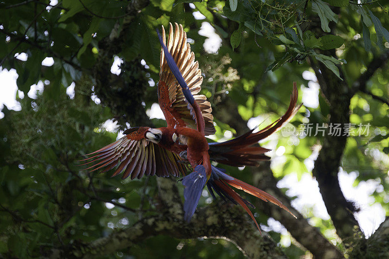 猩红金刚鹦鹉在哥斯达黎加卡拉拉国家公园的树间玩耍