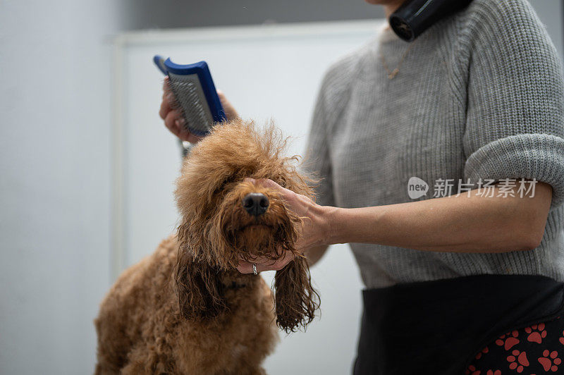 一位女性狗狗美容师正在梳理和吹干一只贵宾犬