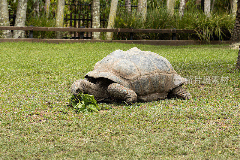 一只易受威胁的巨型亚达伯拉陆龟(亚达伯拉陆龟)正在吃木槿