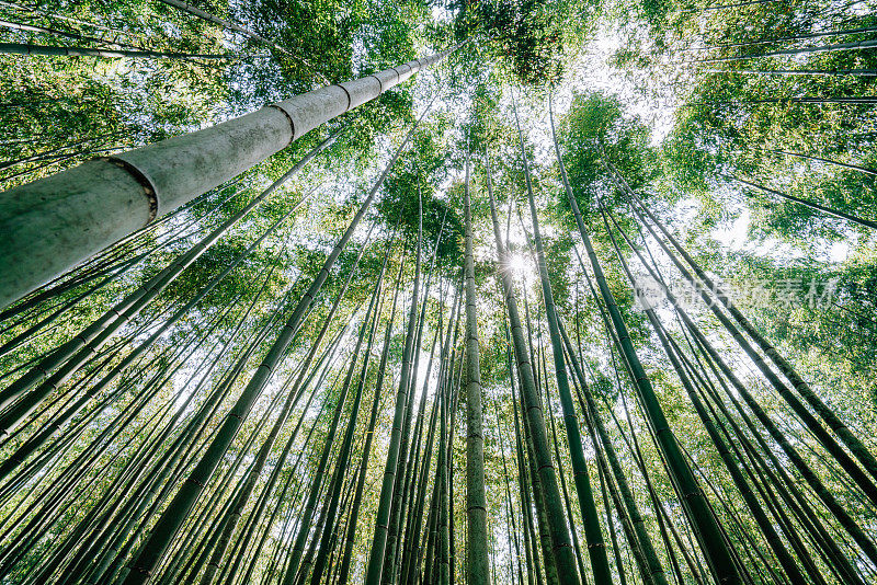 京都竹林的低角度