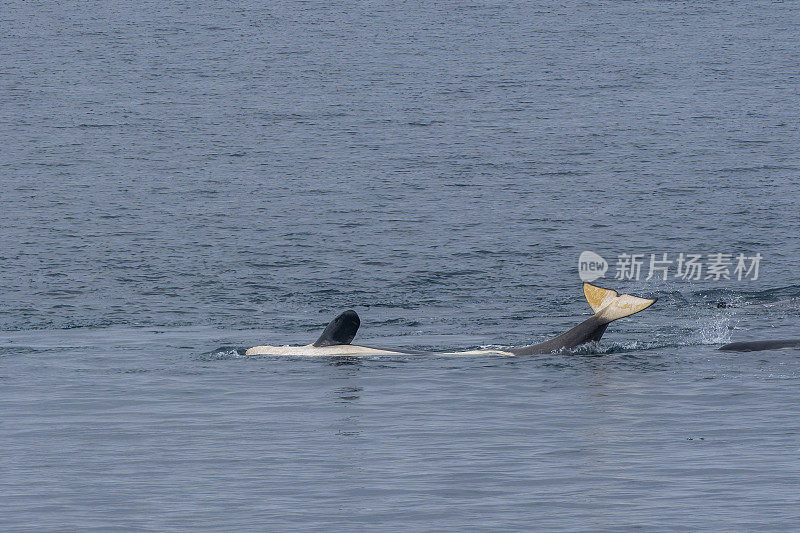 一只虎鲸在南极海域和环境格拉什海峡威尔士杀手。南极洲