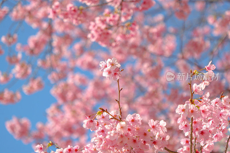 春天樱花的特写图像