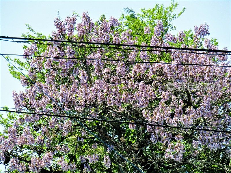 日本。4月。盛开的樱花和电线。