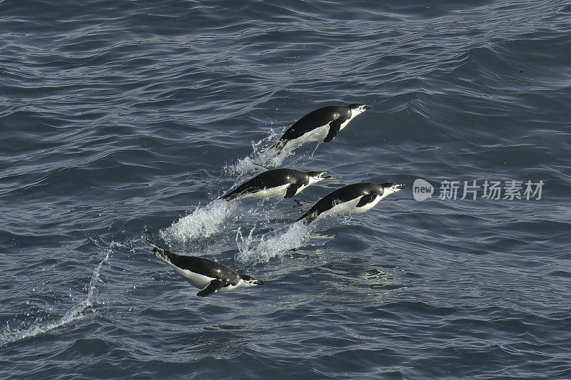 四只帽带企鹅在南极洲的海浪上