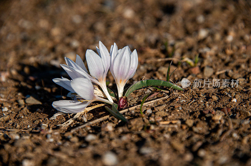 “球状花序”或秋水仙花