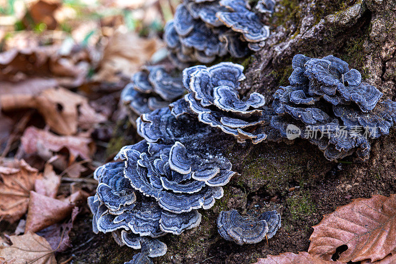 生长在树桩上的蓝色支架真菌。