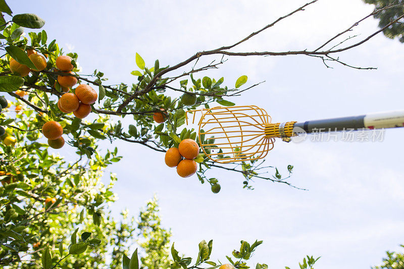 采摘水果的人在夏威夷的树上收获橙子